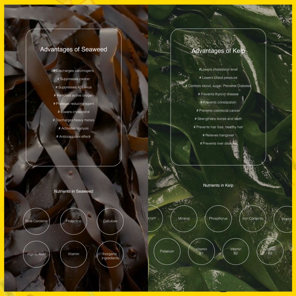 Haecheomin Low-Calorie Korean Noodle Series (Seaweed, Kelp, Tofu) | 9–27 kcal | Vegan & Gluten-Free