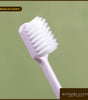 [BUY 2 GET FREE 1] 10pcs Disposable Toothbrush Set | Soft 0.18mm Bristles | Travel-Friendly & Hygienic | Pastel Colours | Easy to Use